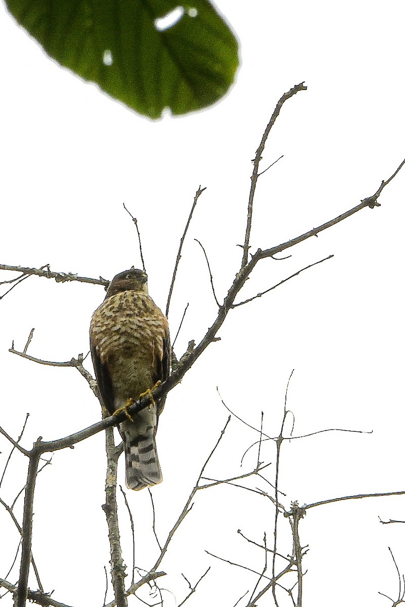 Sharp-shinned Hawk - ML426296351