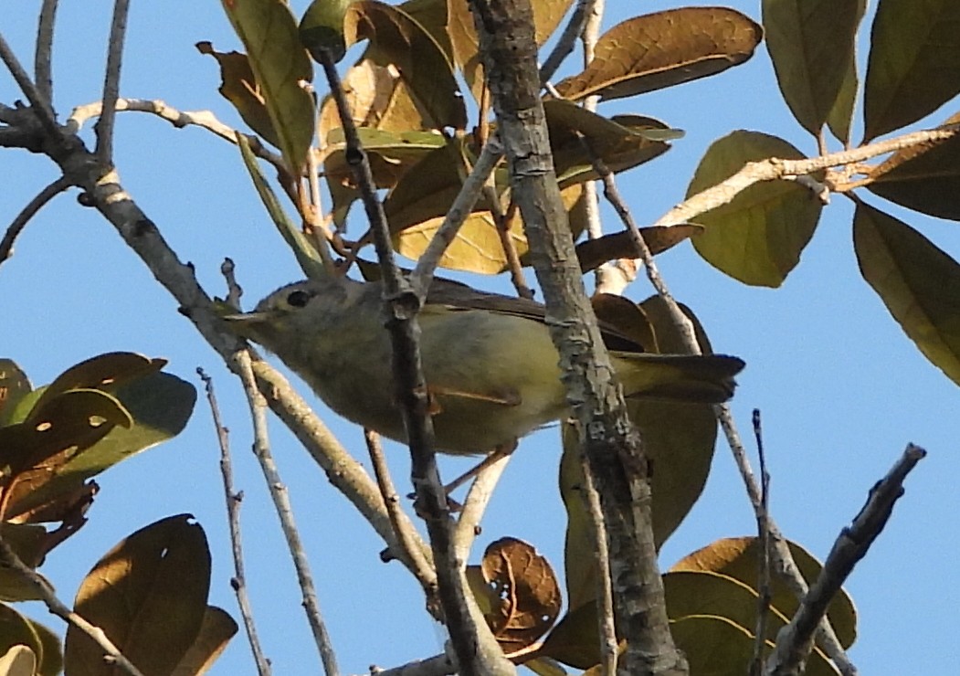 vireo sp. - ML426296581
