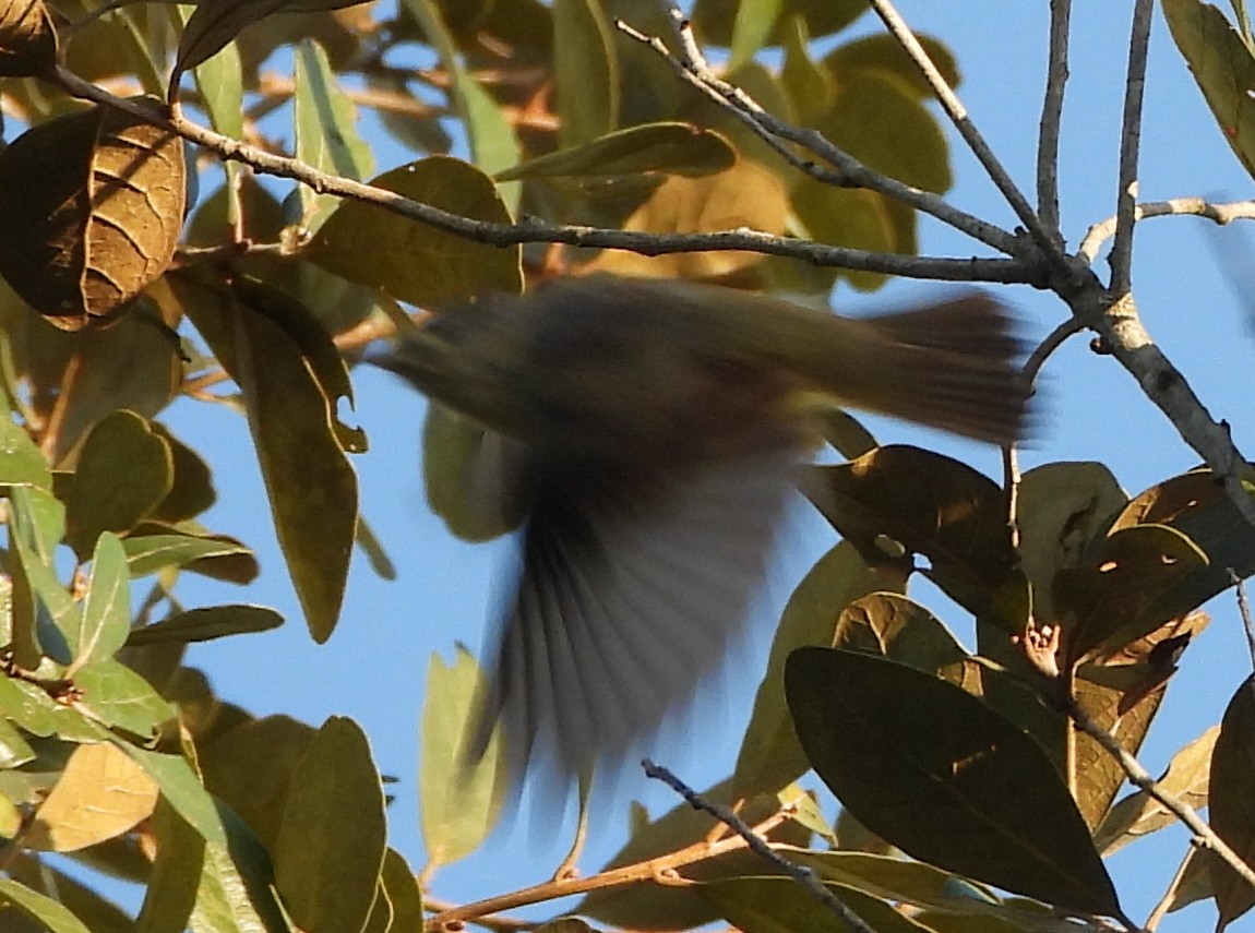 vireo sp. - ML426296591