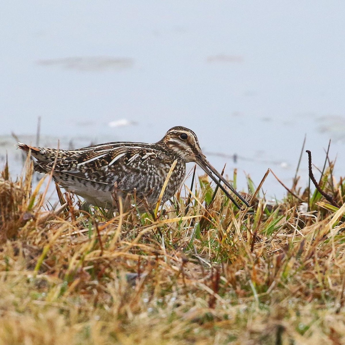 Wilson's Snipe - ML426296761