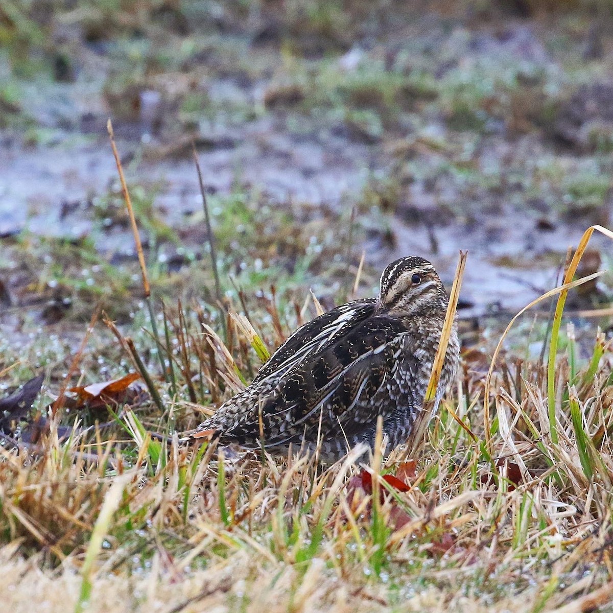 Wilson's Snipe - ML426296771