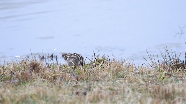 Wilson's Snipe - ML426296821