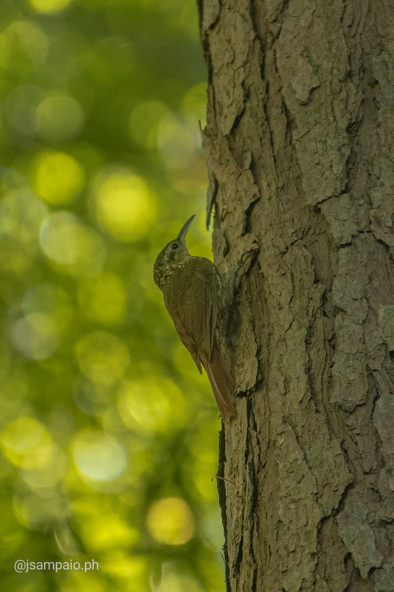 Lesser Woodcreeper - João Pedro Sampaio Nunes