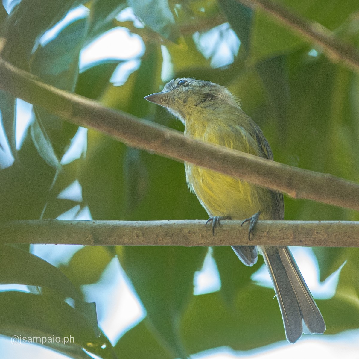 Yellow-olive Flatbill - ML426297161