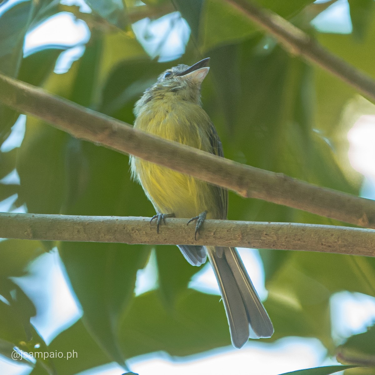 Yellow-olive Flatbill - ML426297191