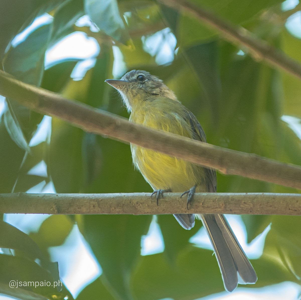 Yellow-olive Flatbill - João Pedro Sampaio Nunes