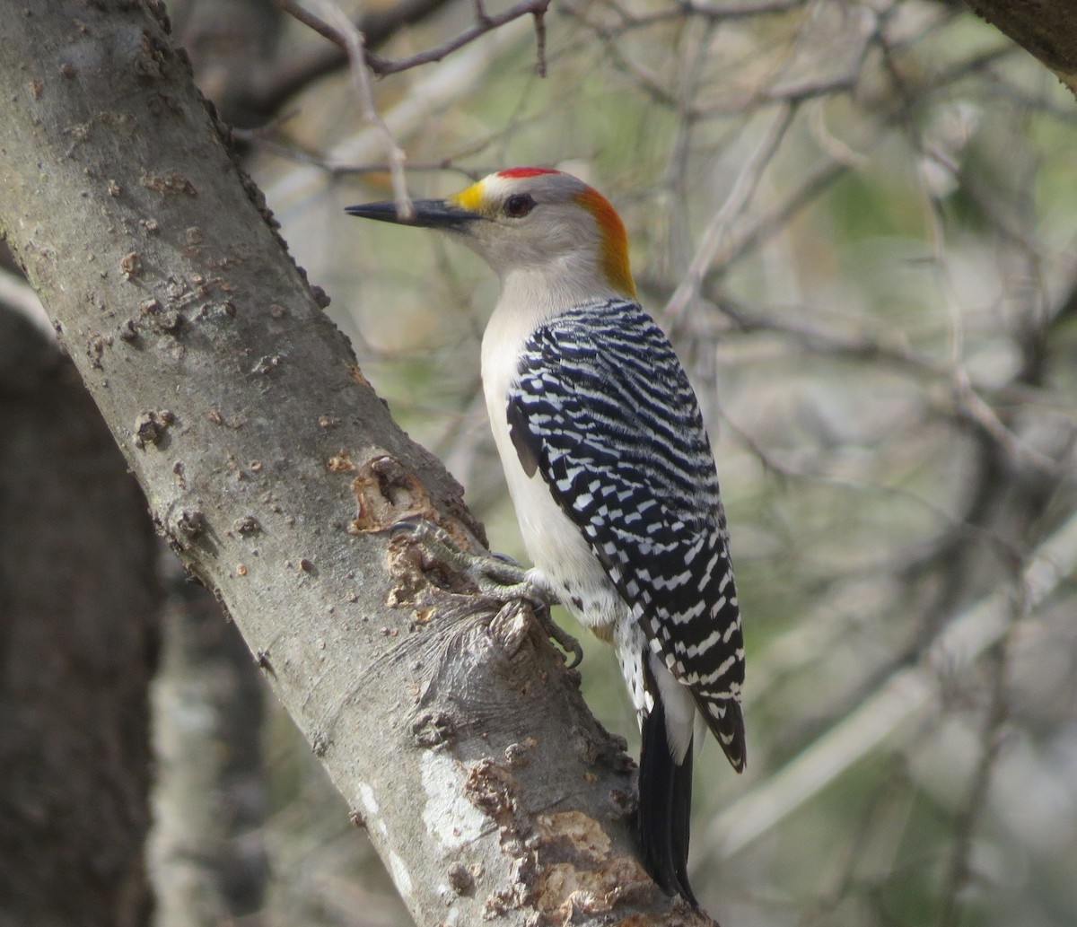 Golden-fronted Woodpecker - ML426297231