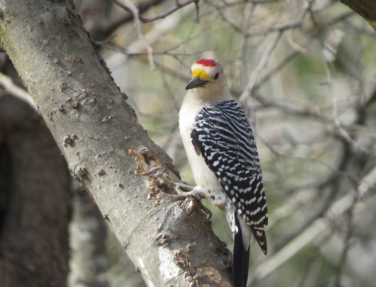 Golden-fronted Woodpecker - ML426297251