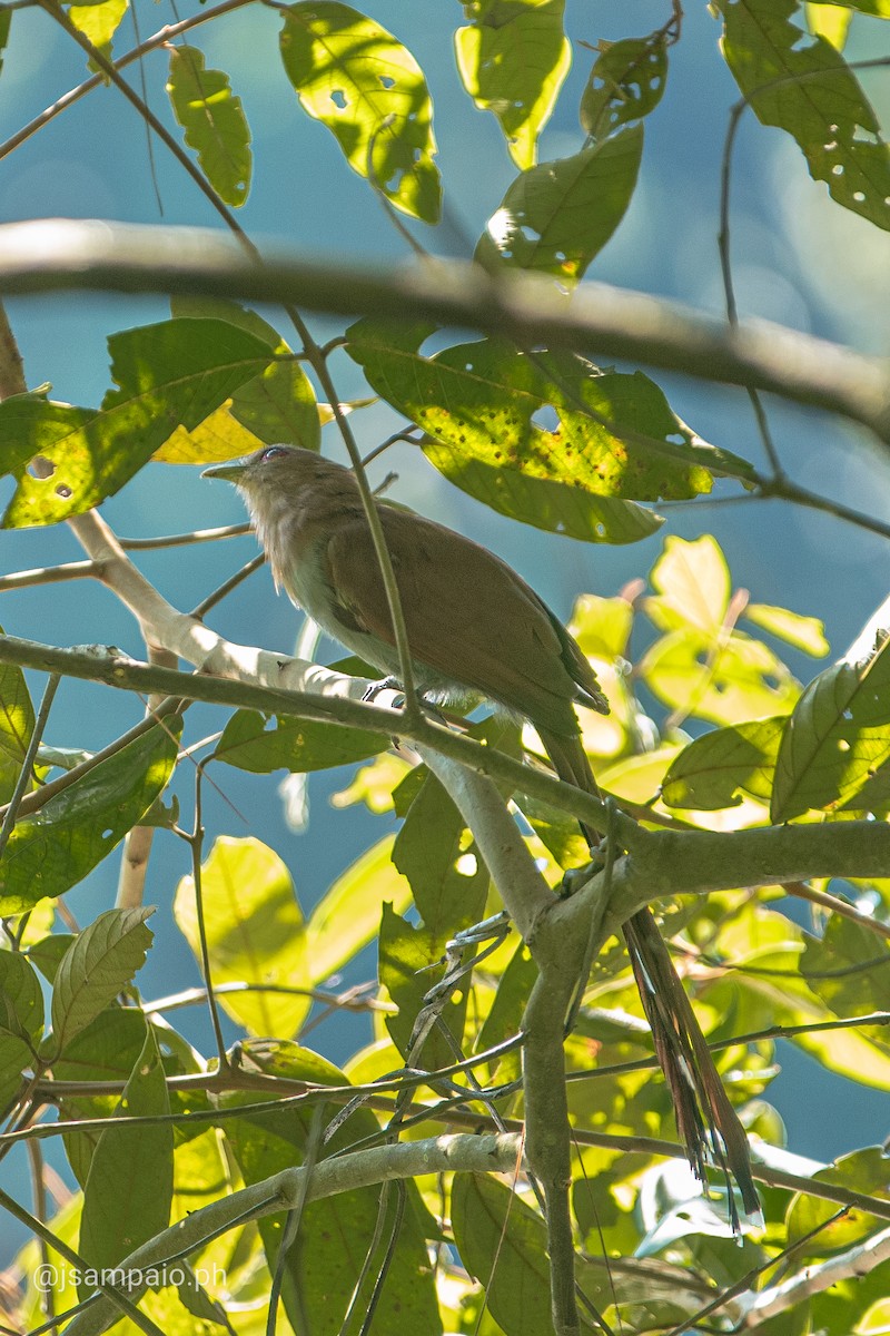 Squirrel Cuckoo - ML426297431