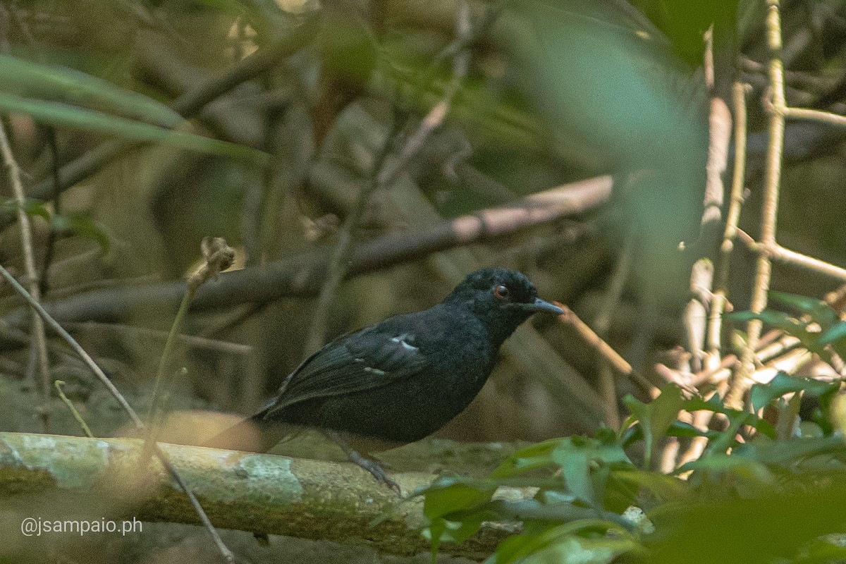 White-shouldered Fire-eye - João Pedro Sampaio Nunes