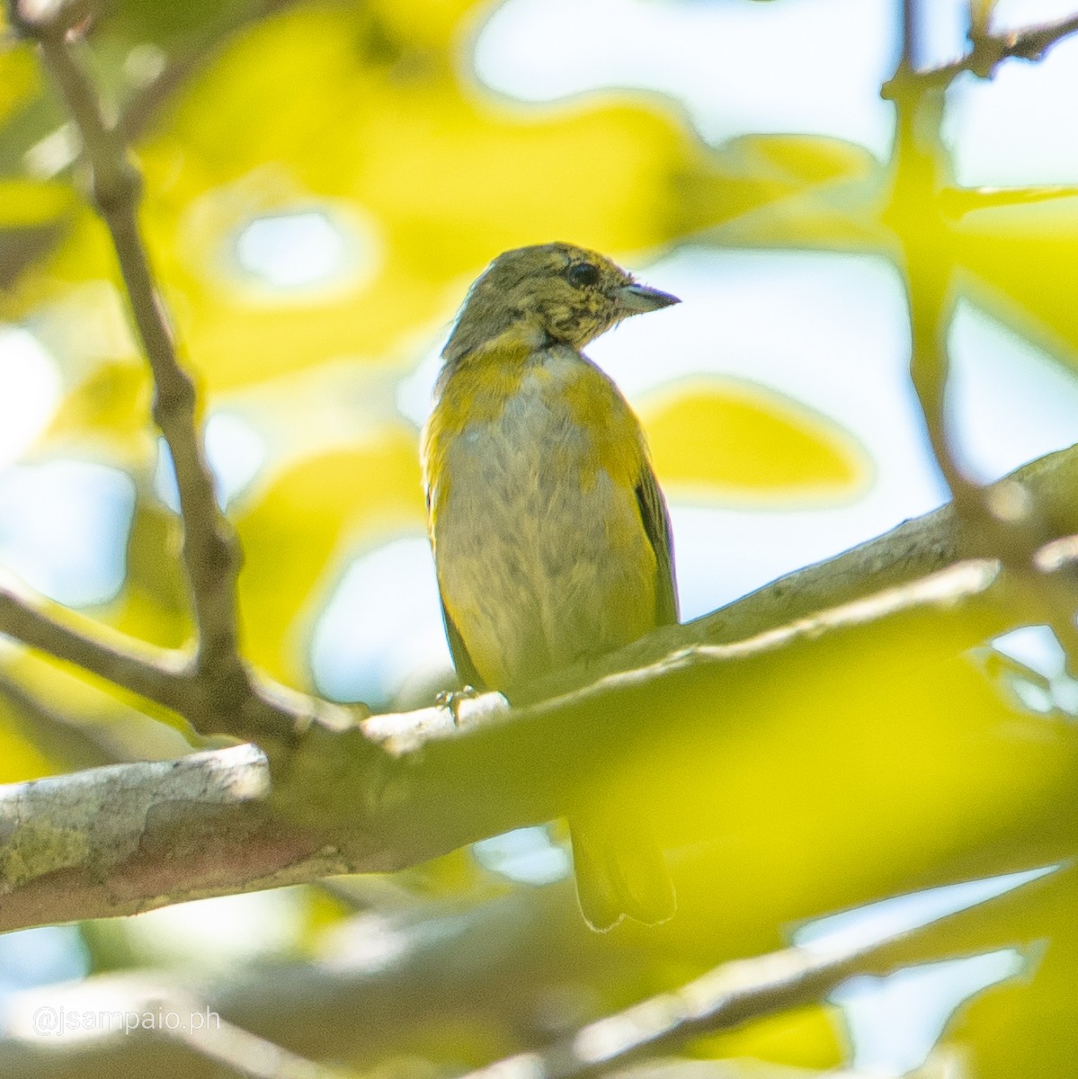 Purple-throated Euphonia - ML426297861