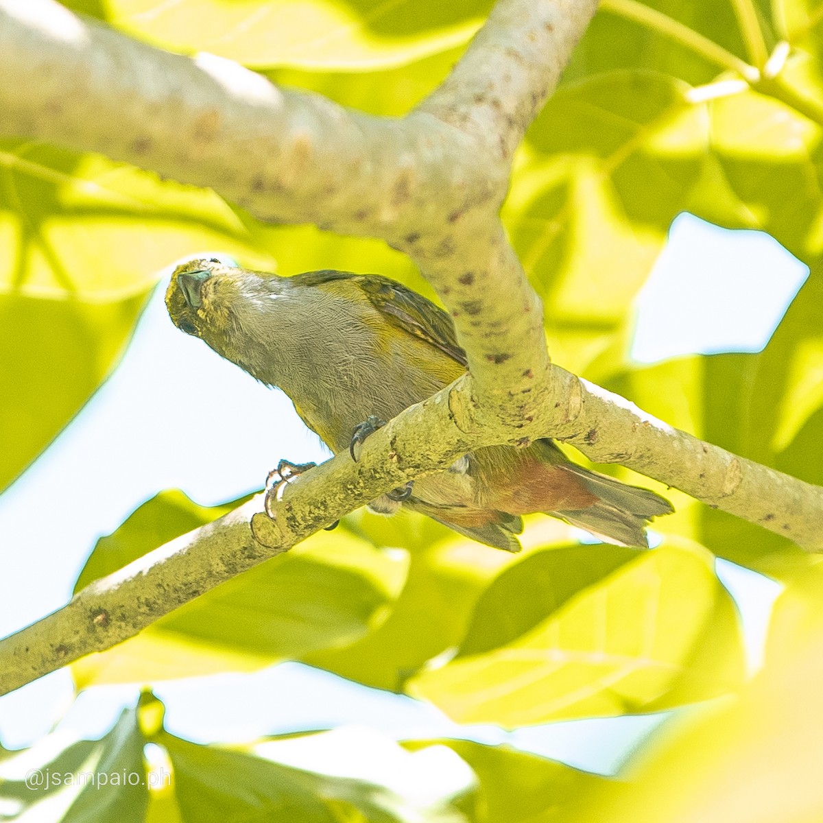 Chestnut-bellied Euphonia - João Pedro Sampaio Nunes