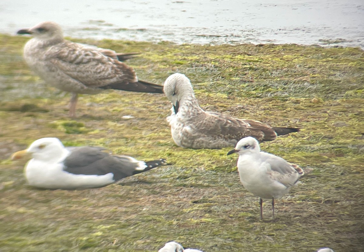 Mediterranean Gull - ML426299251