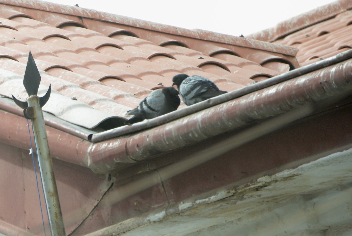 Rock Pigeon (Feral Pigeon) - ML42629941