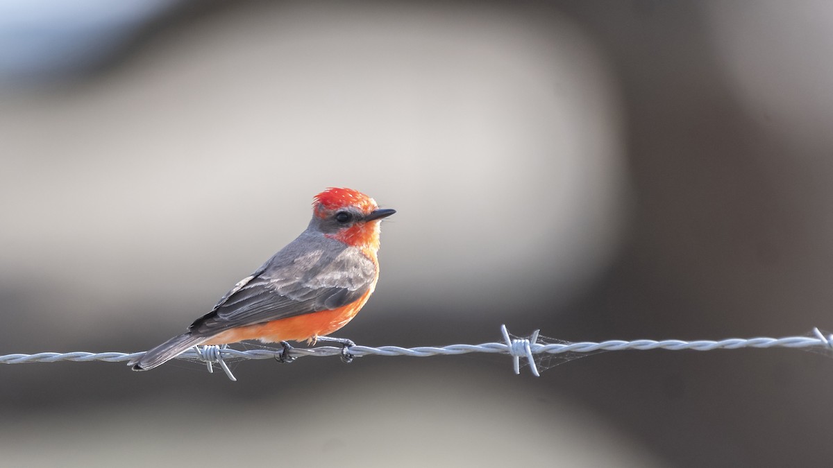 Vermilion Flycatcher - ML426300261