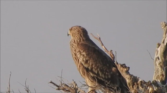 Aigle impérial - ML426300331