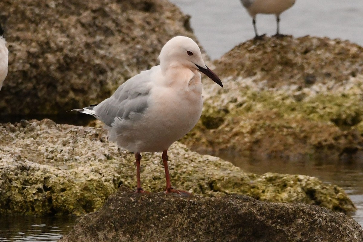 Slender-billed Gull - ML426301401