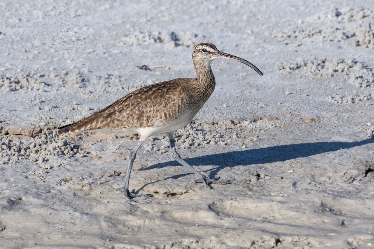 Whimbrel - Brett Hoffman