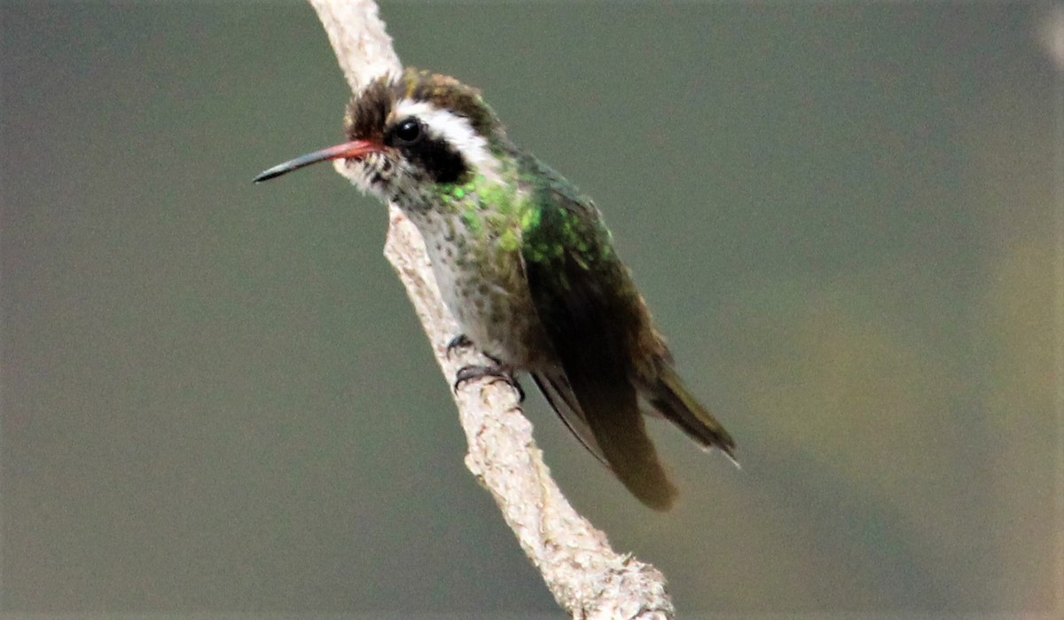 White-eared Hummingbird - Jeffrey McCrary