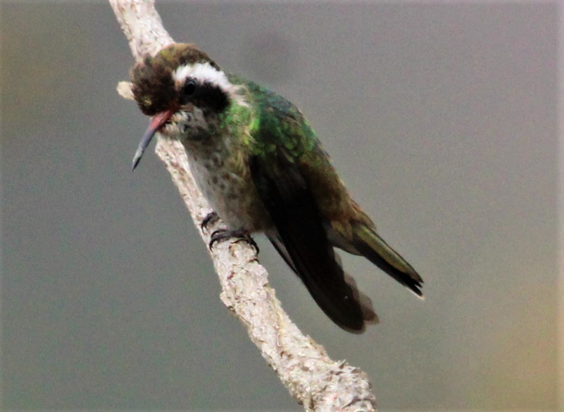 White-eared Hummingbird - ML426303491