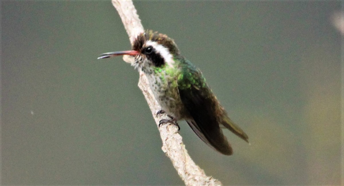 White-eared Hummingbird - ML426303501