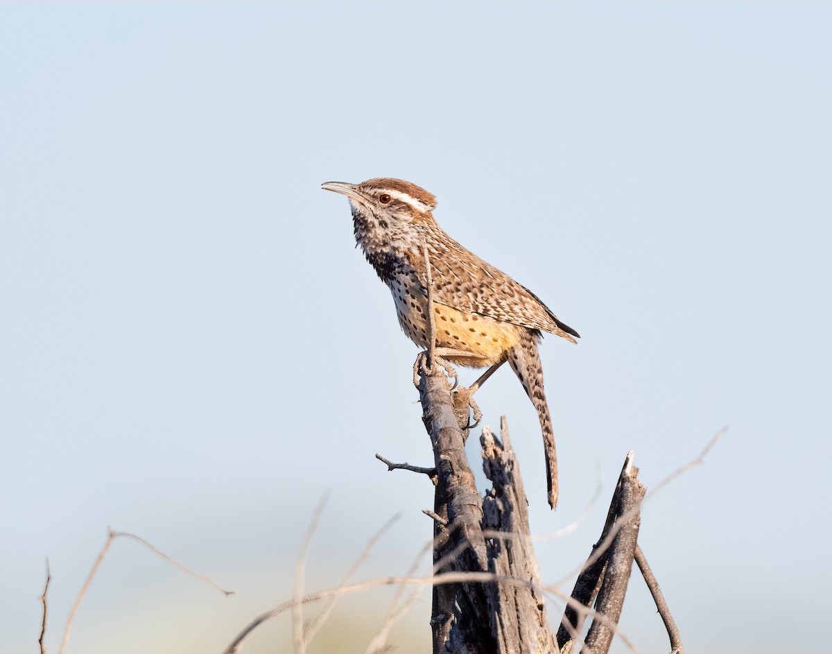 Cactus Wren - ML426304701