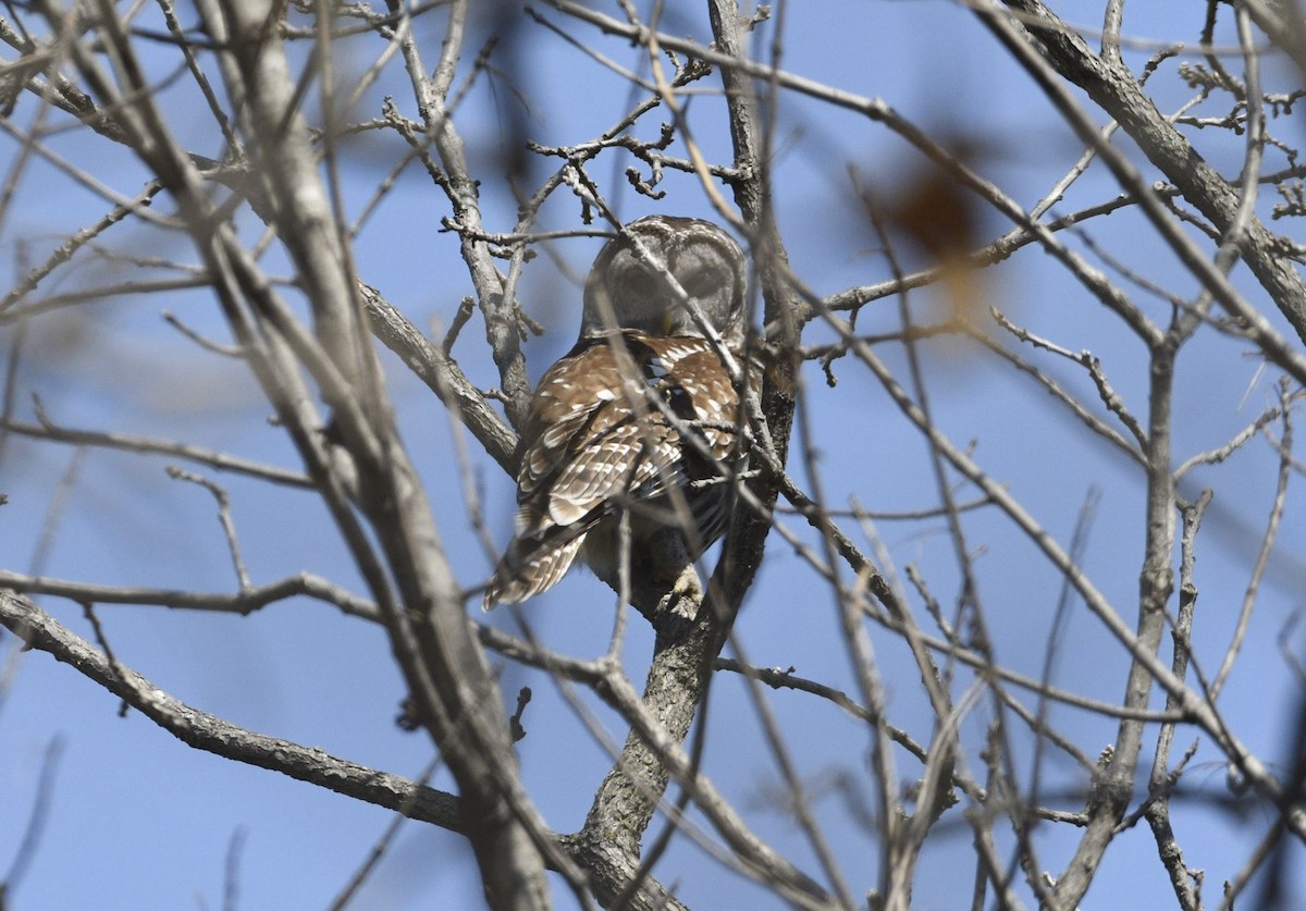 Barred Owl - Peter Billingham