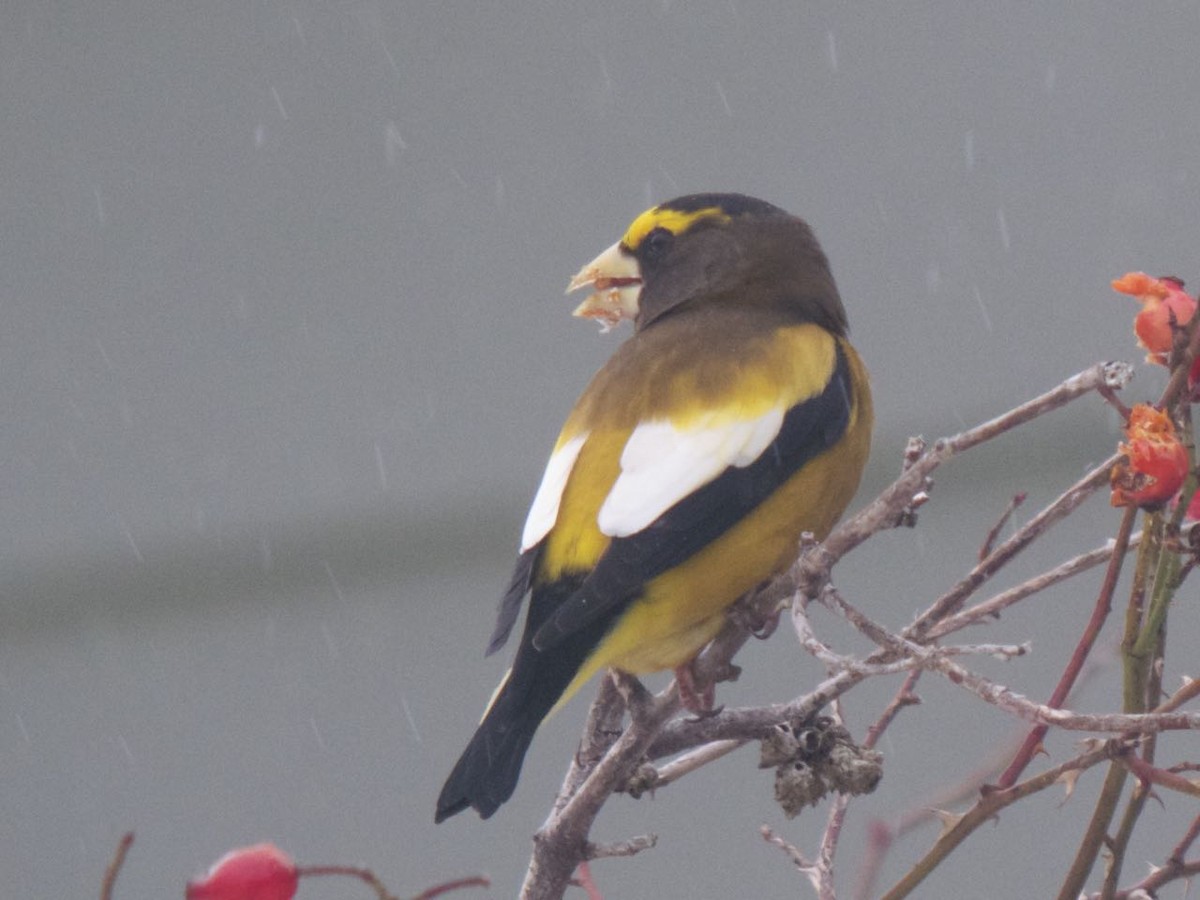 Evening Grosbeak - ML42630641