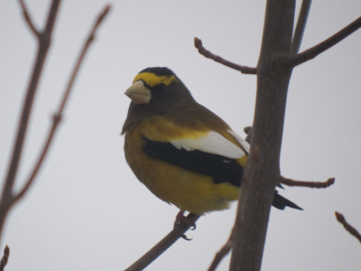 Evening Grosbeak - ML42630651