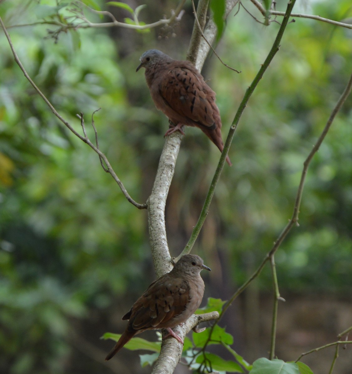 Ruddy Ground Dove - ML426306641