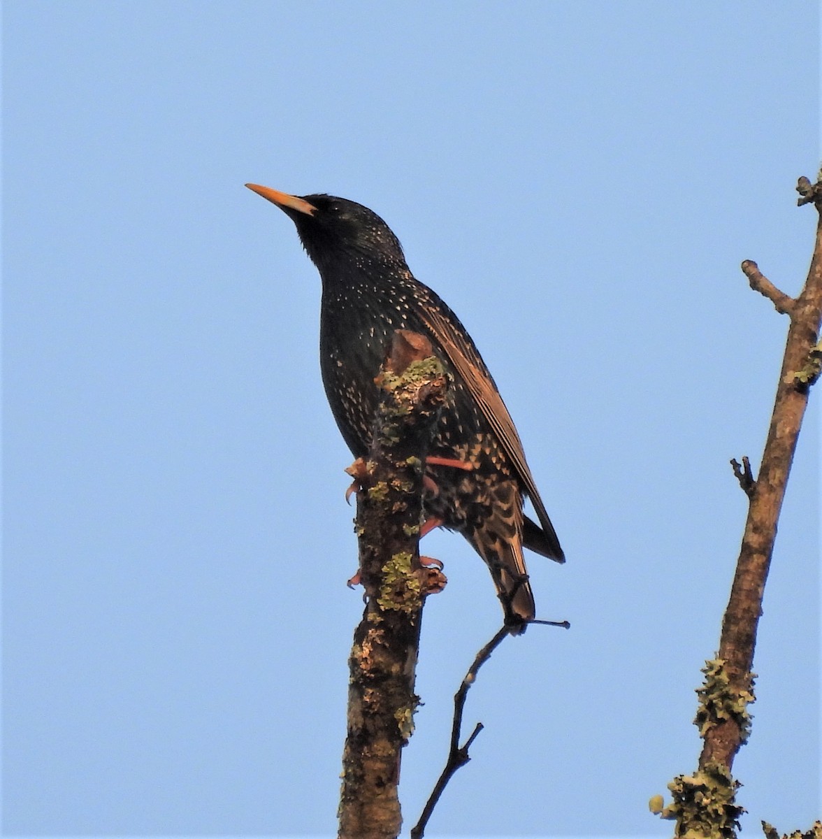 European Starling - ML426309561