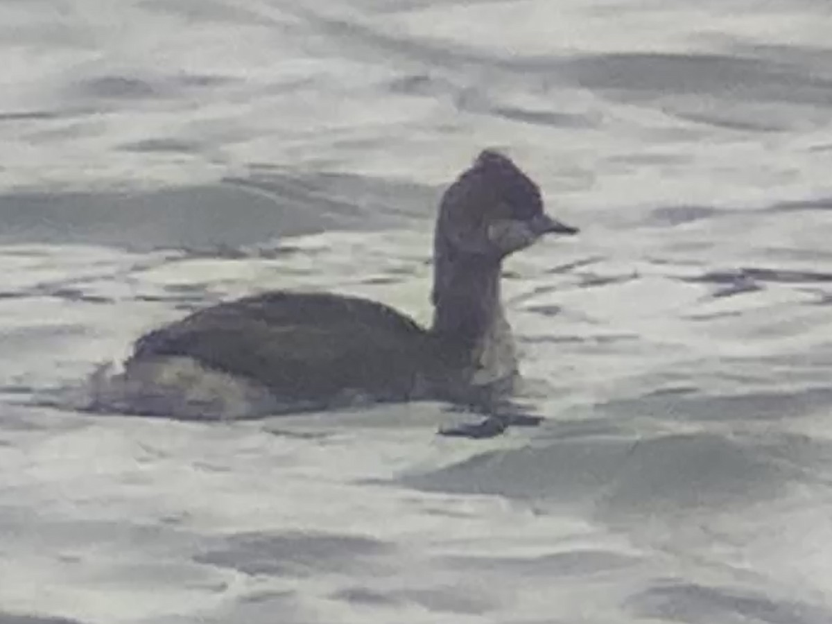 Eared Grebe - ML426310561