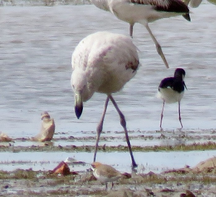 James's Flamingo - ML42631161