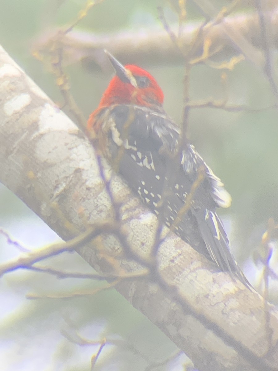 Red-breasted Sapsucker - ML426311691
