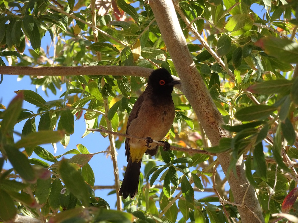 Black-fronted Bulbul - ML426312021