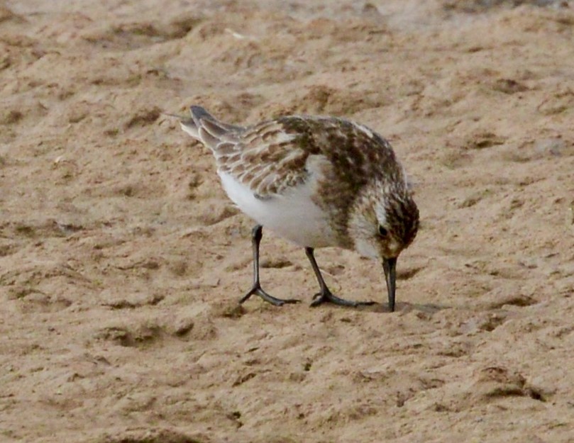 Baird's Sandpiper - ML42631271