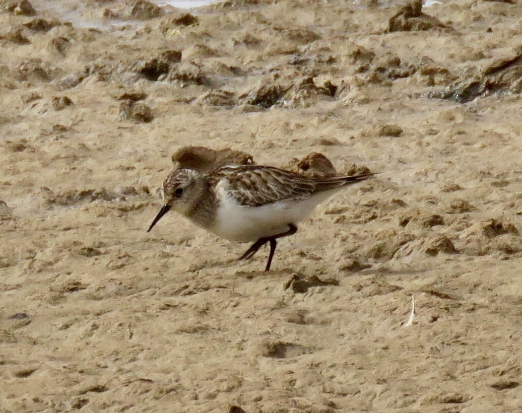 Baird's Sandpiper - ML42631281