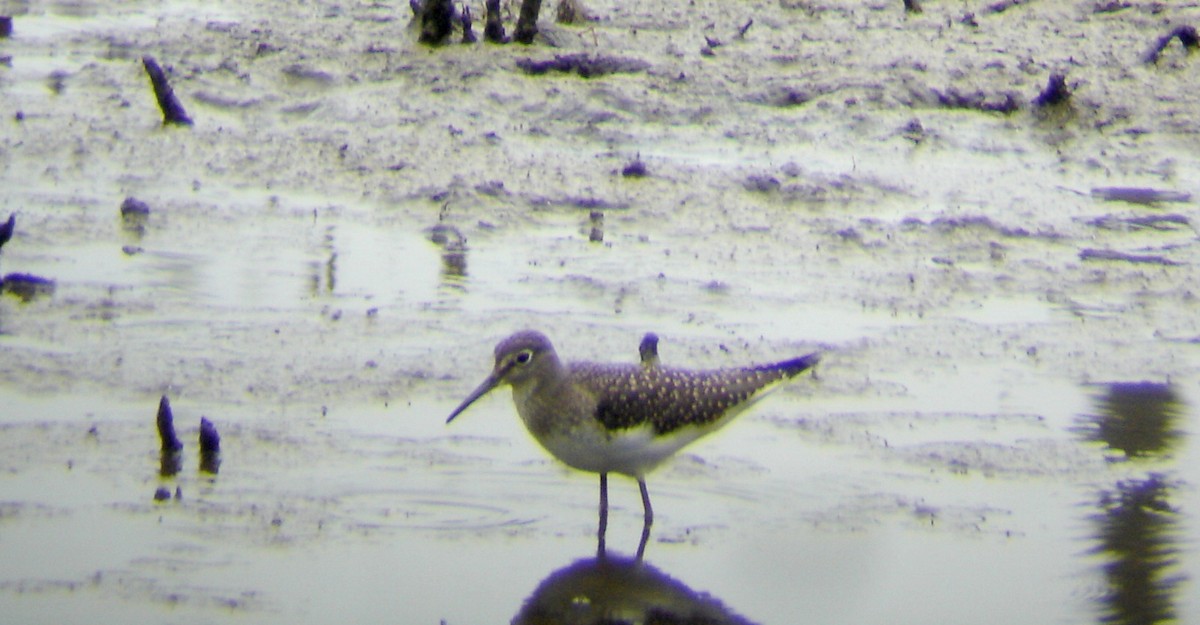 Solitary Sandpiper - ML42631311