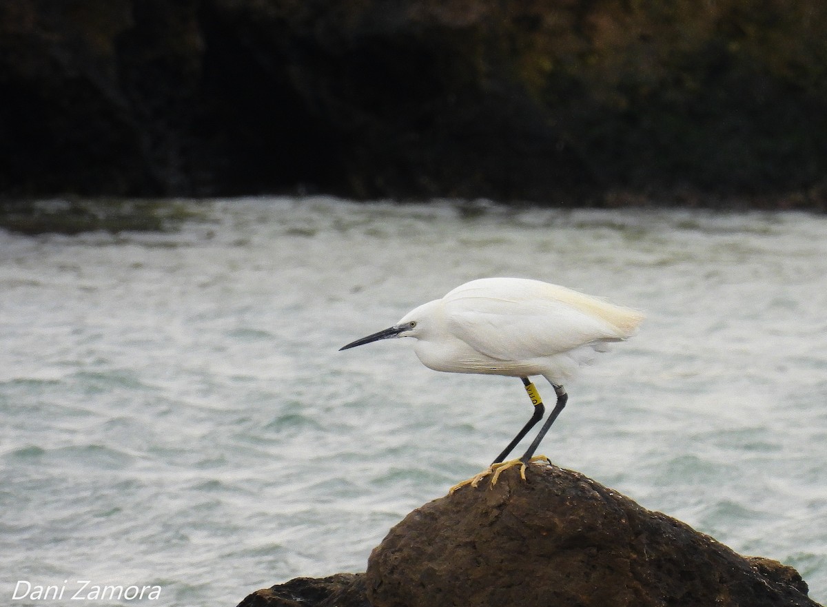 Little Egret - Dani Zamora