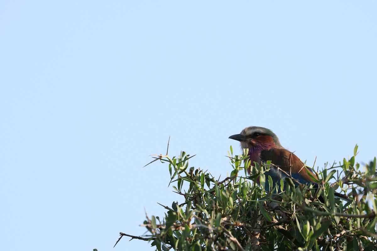 Lilac-breasted Roller - ML426314781