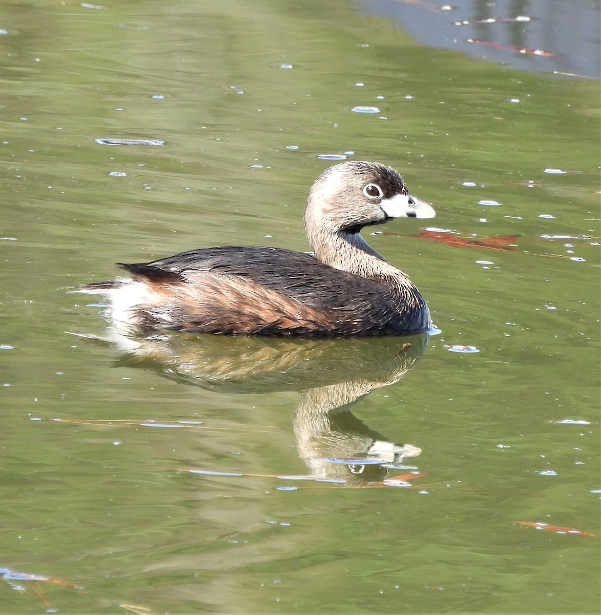 Pied-billed Grebe - ML426314811