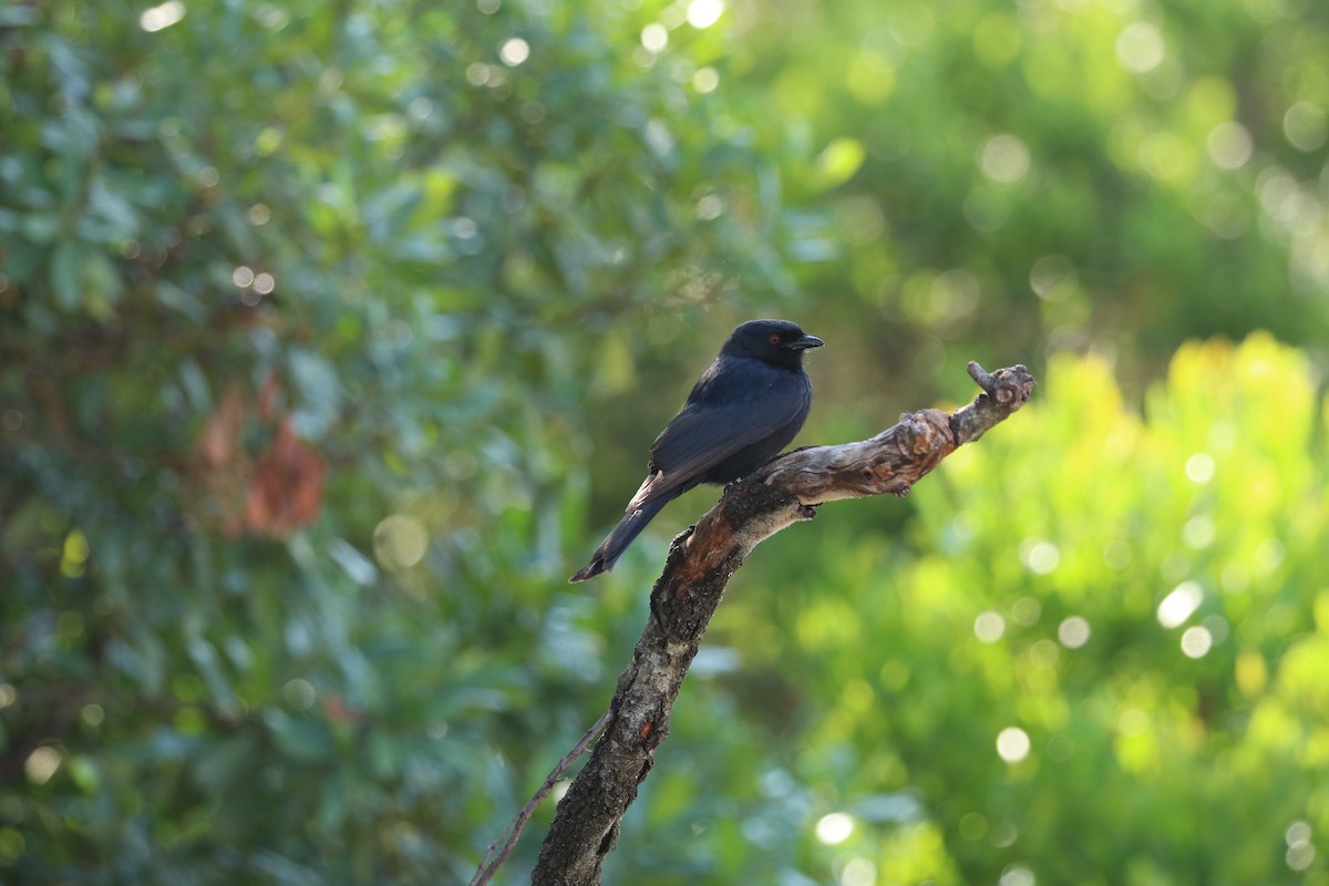 Fork-tailed Drongo - ML426314831