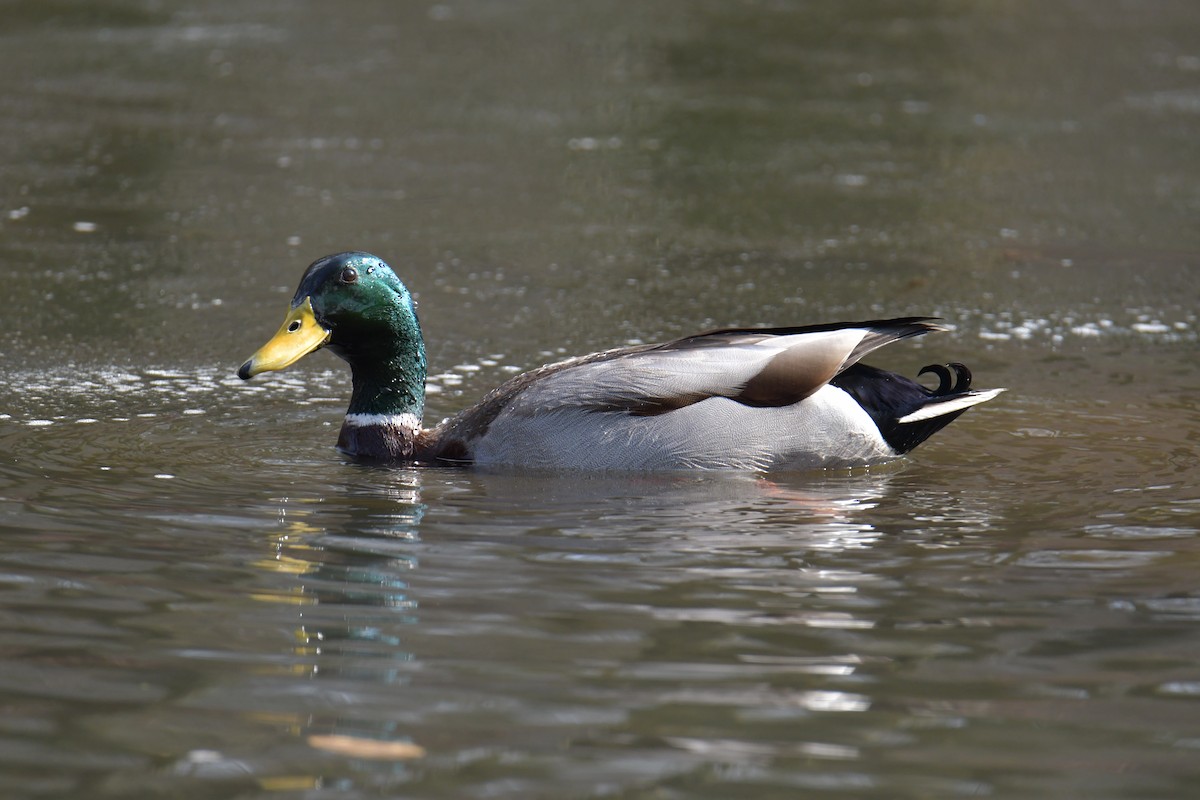 Mallard - ML426315051