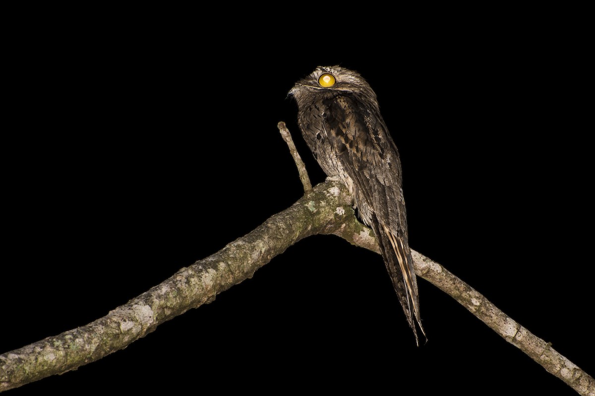 Common Potoo - Luiz Carlos Ramassotti