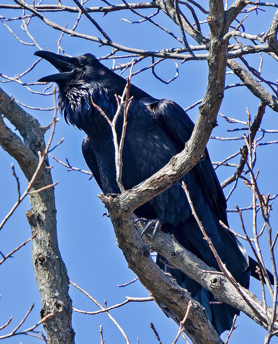 Common Raven - ML426317271