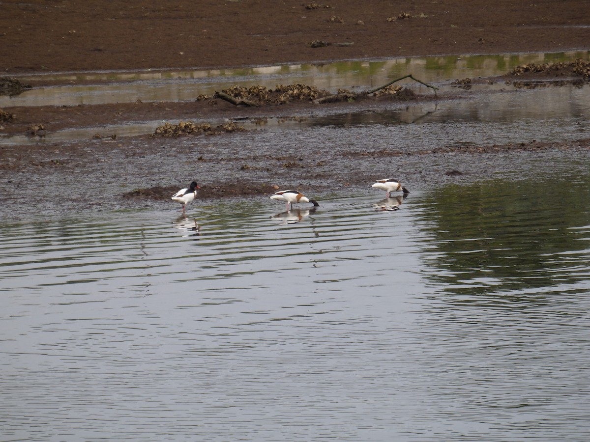 Common Shelduck - Anonymous