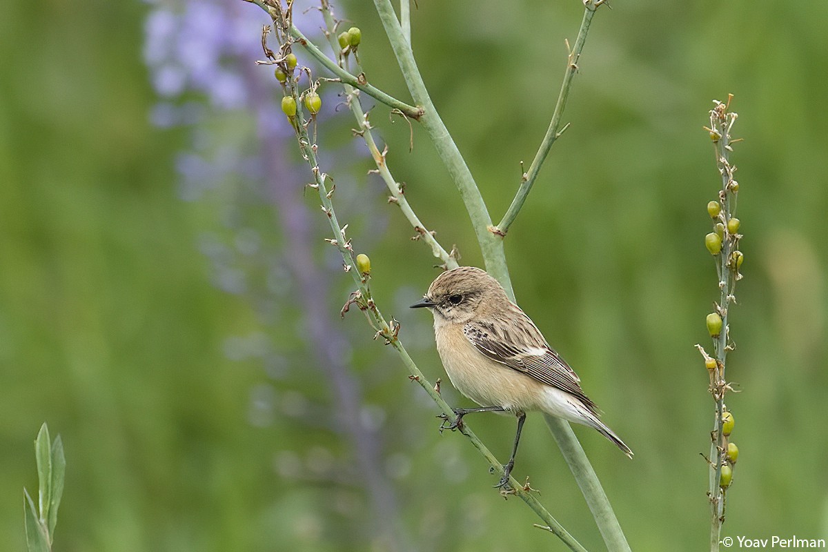 Siberian Stonechat - ML426318941