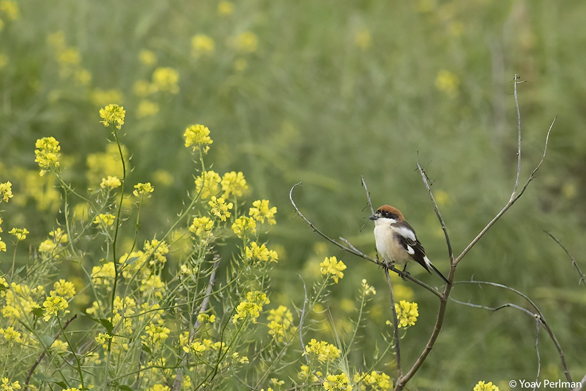 Woodchat Shrike - ML426319001