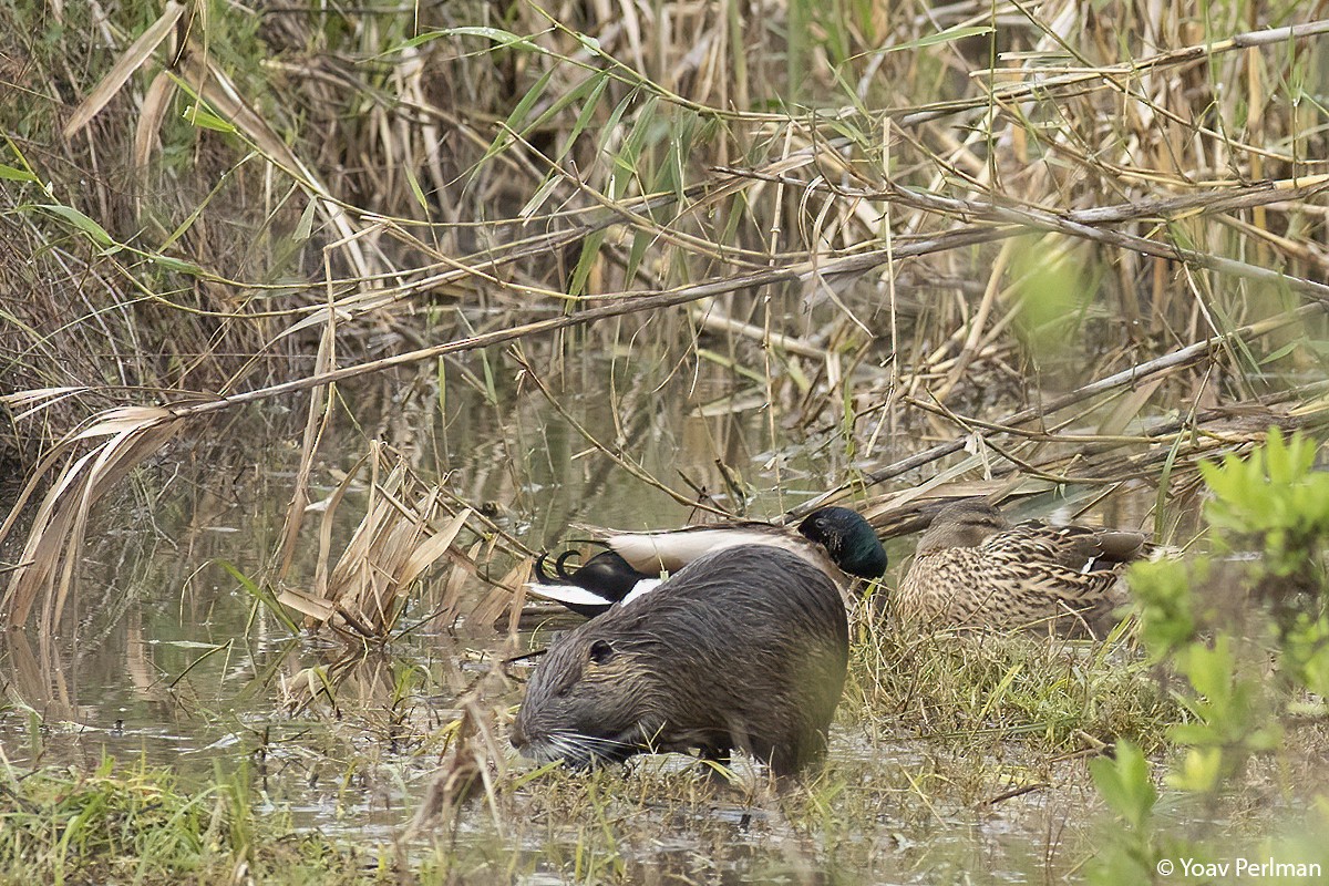 Mallard - ML426319101