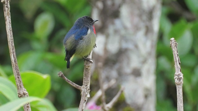 Black-sided Flowerpecker - ML426319671